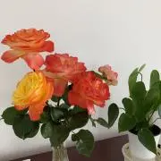 エリーの画像