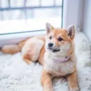 sora