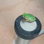 Pira