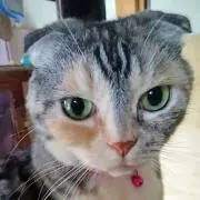 小豆