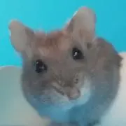 みぃ