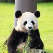 Image of 笹パンダ【プロフ良ければご確認ください】