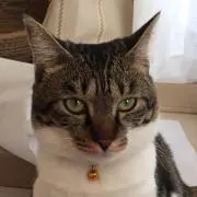 もみじの画像