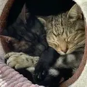りおの画像
