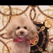 ゆうこぽん
