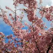 ゆ～たんの画像