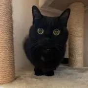 みるくっこの画像
