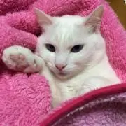 中川家の画像