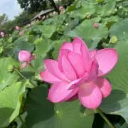 きりりんの画像