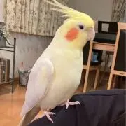 mofmofchanの画像