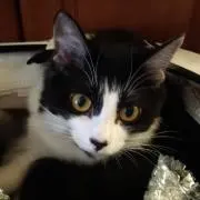 りんりんの画像