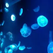 マナの画像
