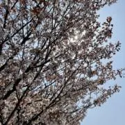 さくら