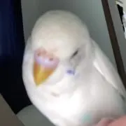 すね毛マスターりりおの画像