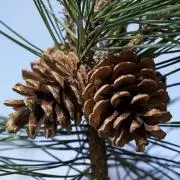Pineの画像
