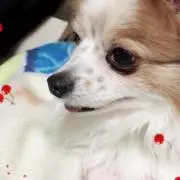 ピース