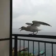 海