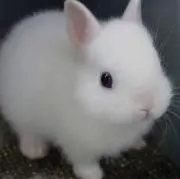 MARUMARUの画像
