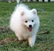 ゆめのの画像