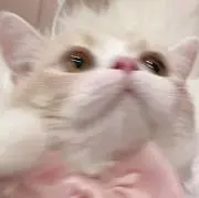 たる