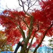 イクラちゃんの画像
