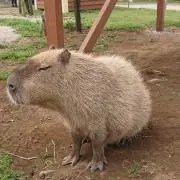 kadisの画像