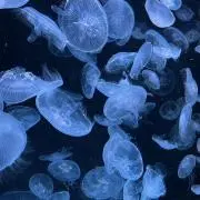 ちーの画像