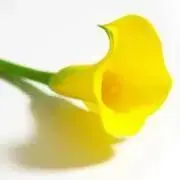 カラーリリーの画像