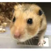 ぷくの画像