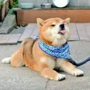 すう
