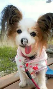 パピーの画像