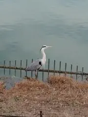 キュリーの画像
