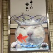 マロ