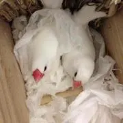 みかんの画像