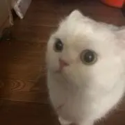 あの画像