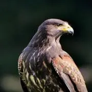 鷲さん