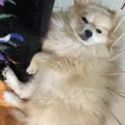 ミルクティー