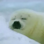 まるこの画像