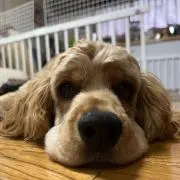 バモ