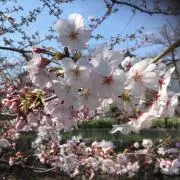 ♡さくら♡の画像