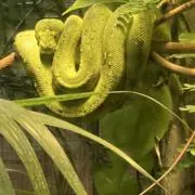 ヤ*ー様 DECENCY ロングボード 青 - メルカリ