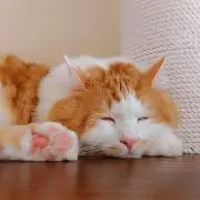 ひなあられの画像