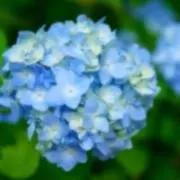 紫陽花