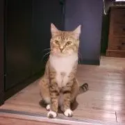 ゆうなぎ