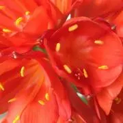 fuchanの画像