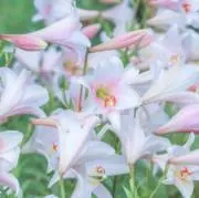 Lillyの画像