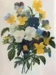 パンジーの画像