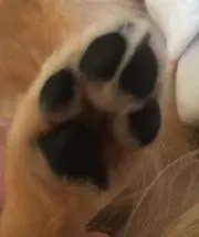 あんよ