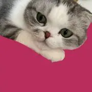 たなんの画像