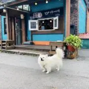 テーちゃん